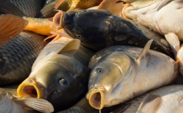 Változik a halgazdálkodási törvény