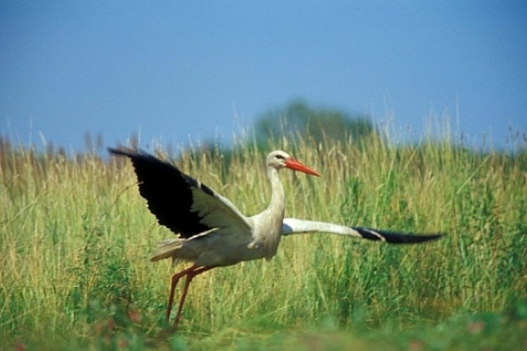 Kémnek véltek egy magyar gólyát az egyiptomiak