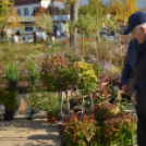 Őszi virágvásárt tartottak a városközpontban