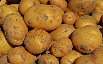 Kártevővel fertőzött krumplit hívott vissza a Nébih