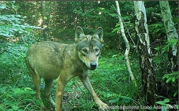 Békésen játszadozó farkaskölyköket örökített meg az Aggteleki kameracsapda