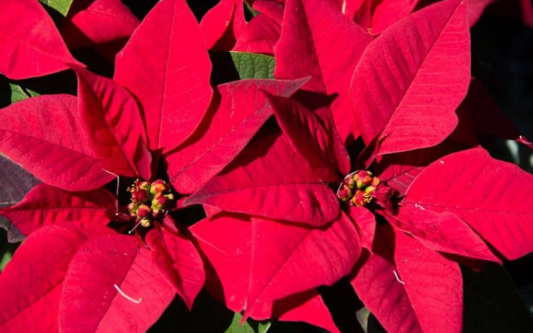 A mikulásvirág, mint a karácsony kötelező kelléke