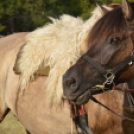 Viadalon tették próbára magukat