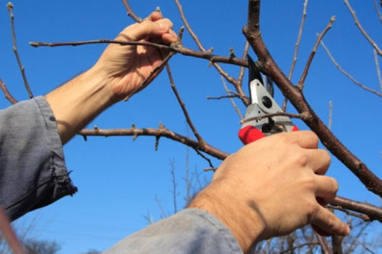 Kertésznaptár: Végre a kertben!