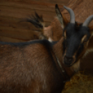 A karácsony valódi értékére hívták fel a figyelmet