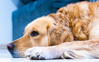 Ebzárlat és legeltetési tilalom