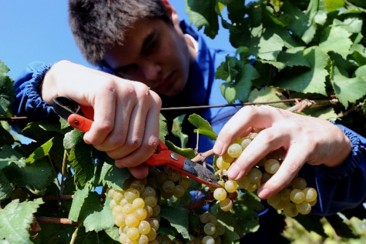 Szigorodik a szőlőtermesztésről és borgazdálkodásról szóló törvény