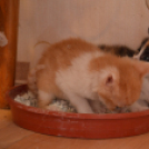 Néha nehéz feladni a kóbor életet