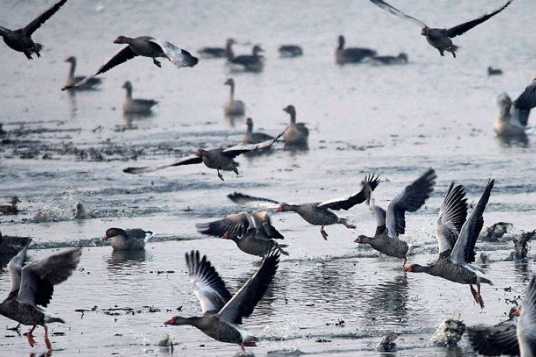 Több százezer vadlúd érkezett Magyarországra