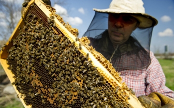 Megkezdődött a méhészeti támogatások kifizetése