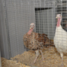 Idén is számos érdeklődőt vonzott a Mezgé piknik