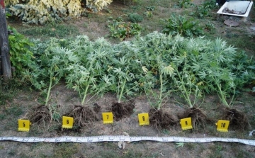 Otthonában termesztette a cannabist 