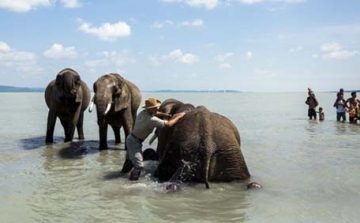 Elefántok fürödtek a Balatonban