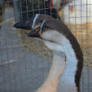 Tömegeket vonzott a Mezgé piknikje a tangazdaságba