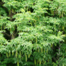 Hétvégi kiruccanás a Szarvasi Arborétum vadregényes tájain