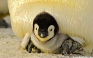 Pingvinbébi született Szegeden