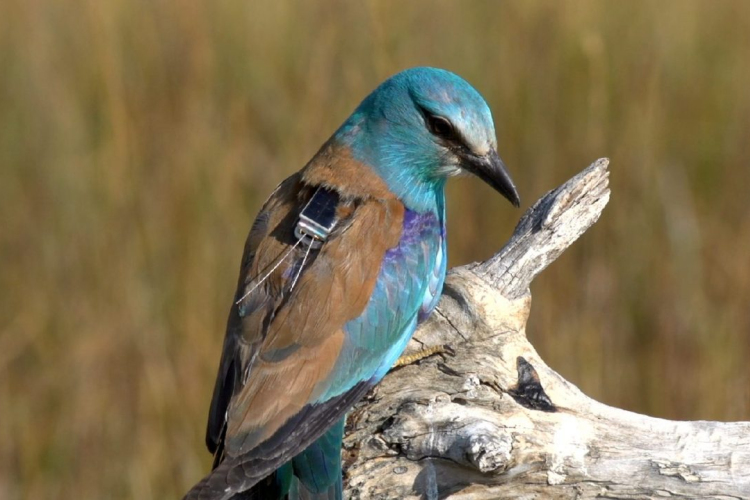 Negyedszer is hazatért Afrikából a magyar szalakóta