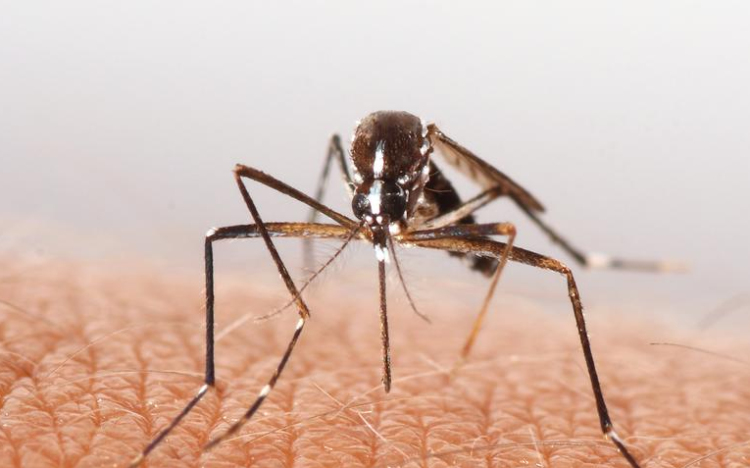 Eddig nem találtak emberre veszélyes vírusokat a hazánkban terjedő inváziós szúnyogokban