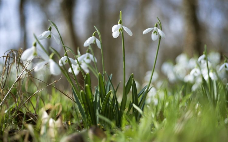 A hóvirág lett az év vadvirága