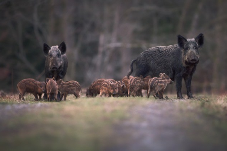 Váratlan veszély fenyegeti a túrázókat
