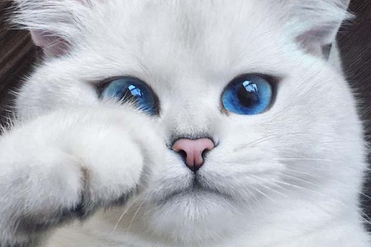 Egy gyönyörű szemű macska a legújabb internetes cicasztár