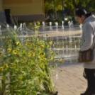 Őszi virágvásárt tartottak a városközpontban