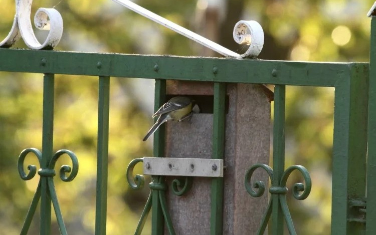 Fontos a postaládákba költöző széncinegék védelme