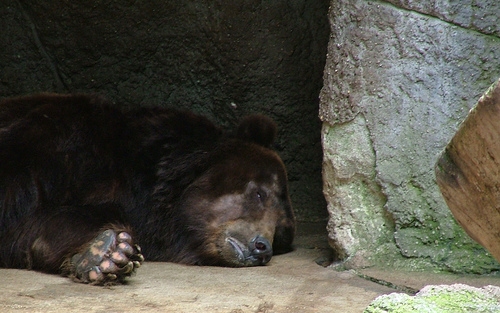 Hosszú telet jósolnak az állatkerti medvék