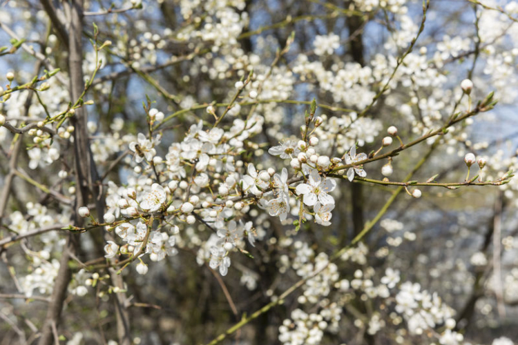 Elfagyott a gyümölcsfa? Metszd újra!