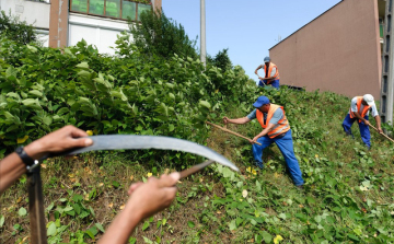 Újabb 184 fő lesz foglalkoztava Kiskunfélegyházán