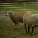 Idén is számos érdeklődőt vonzott a Mezgé piknik