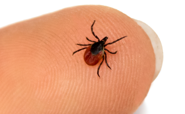 Támadó vérszívók