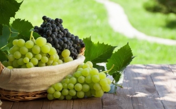 A szőlő ezért egészséges
