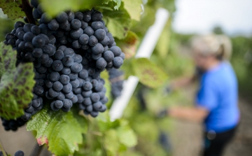 Jó szőlőtermést várnak idén a termelők