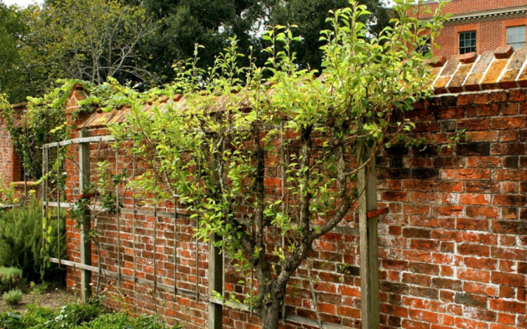 Kiterítem a gyümölcsfát