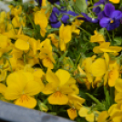 Virágok borították el a városközpontot