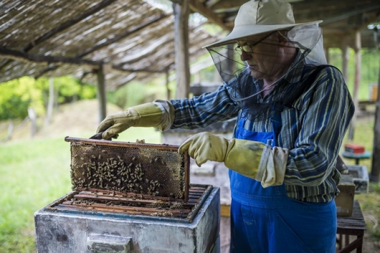 Méhcsaládonként ezer forintnyi támogatást kaphatnak a méhészek