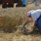 Régmúlt idők kézi aratási szokásai elevenedtek meg Haleszban 