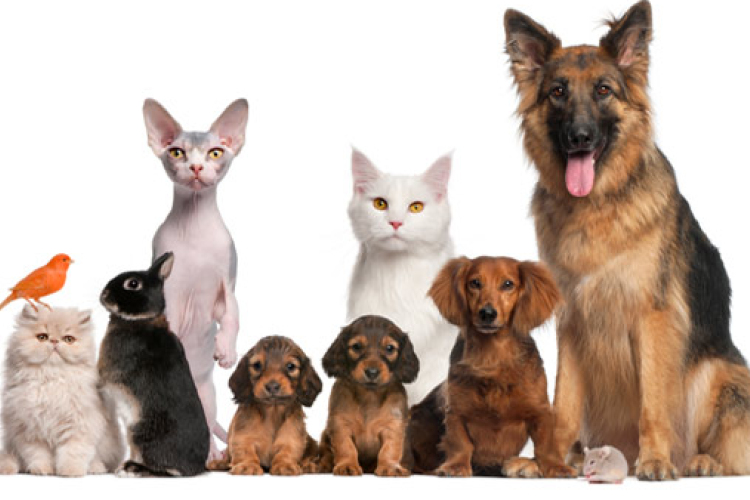 Kedvesek és olcsók