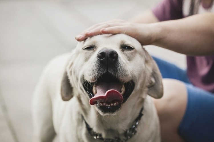 Féreghajtás kutyáknál: milyen gyakran van rá szükség?