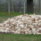 tömegesen földelték el a döglött kacsákat Majsán