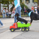 Kutyasuli a libafesztiválon