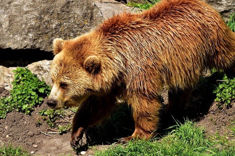 Hétfőn döntenek az országban kóborló és befogott medvéről