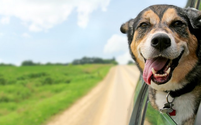 Drágábban nyaralhatnak a kutyások: ha nem viszik az ebet, akkor is