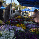 Őszi virágvásárt tartottak a városközpontban