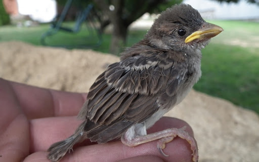 Ezért ne vigyük haza a talált madárfiókákat