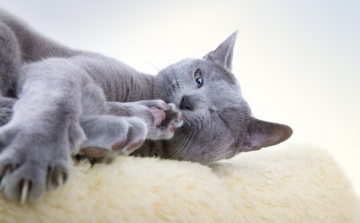 Kutyás vagy macskás? A személyiségük is különbözik!