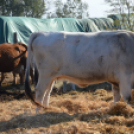 Tömegeket vonzott a Mezgé piknikje a tangazdaságba