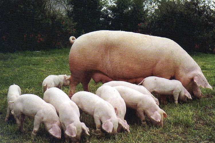 Jó hír az anyakoca tartóknak