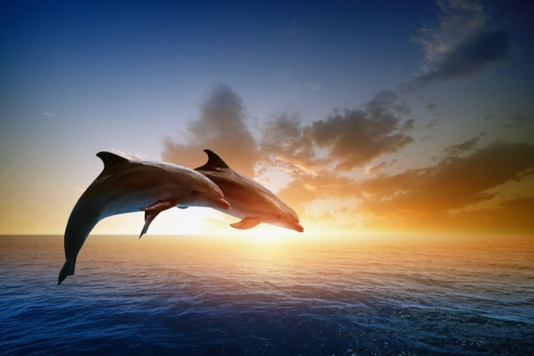 Visszatértek a közönséges delfinek a horvát Adriára